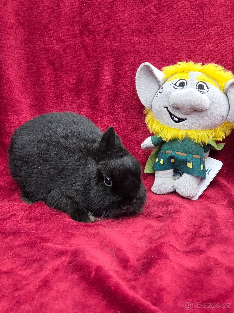 Nádherná miminka k odběru před Vánoci -přeprava celá ČR - 2