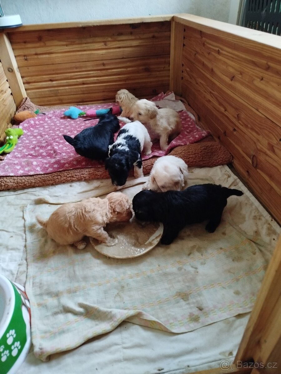 Ruská barevná bolonka stěně s PP - 2