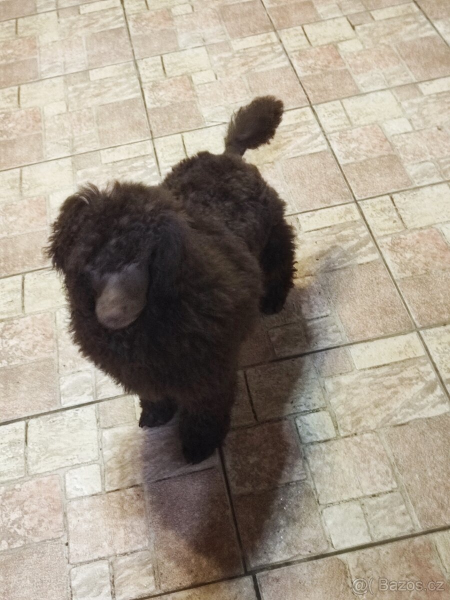 Pudl střední hnědý s P.P. - 2