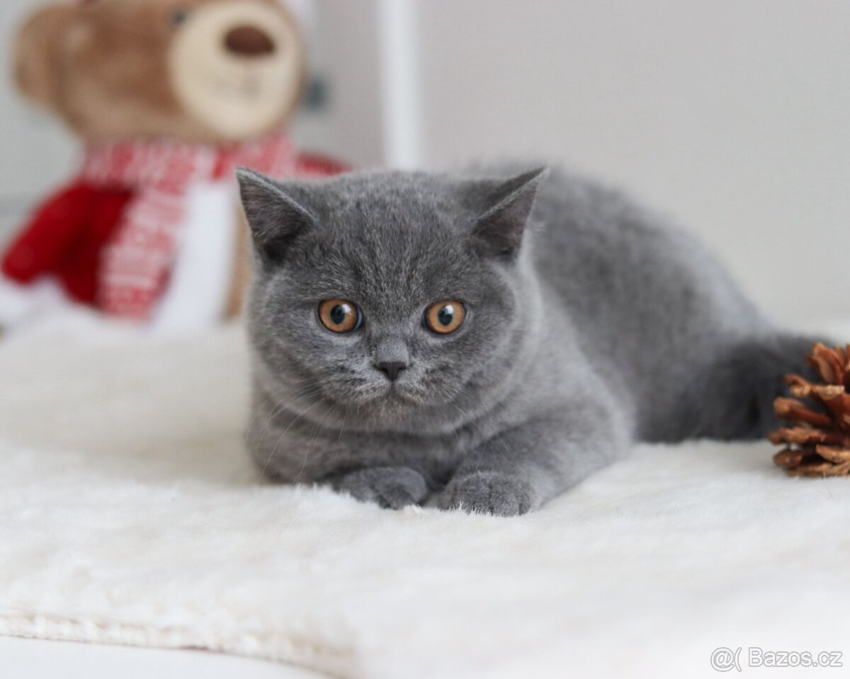 Britská koťátka s PP kocourek - 2