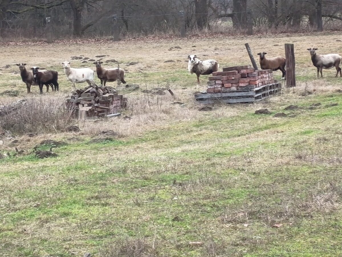 Ovce březí s beranem - 2