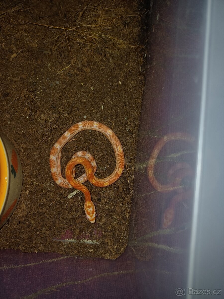 Užovka červená - 2