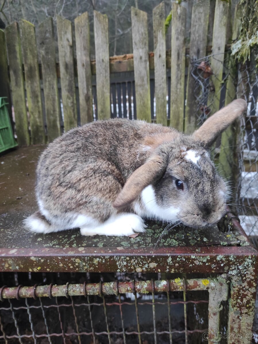 Zakrslé králíci - 2