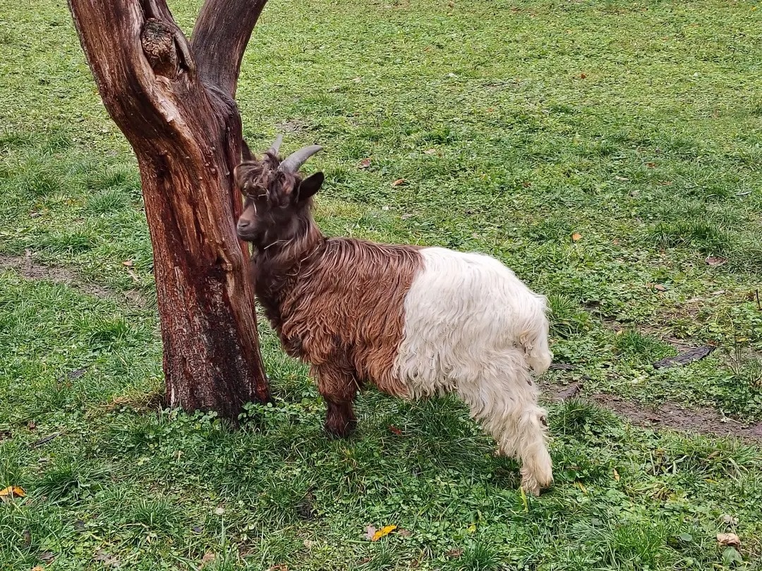 Waliserský kozel s měděným krkem - 2
