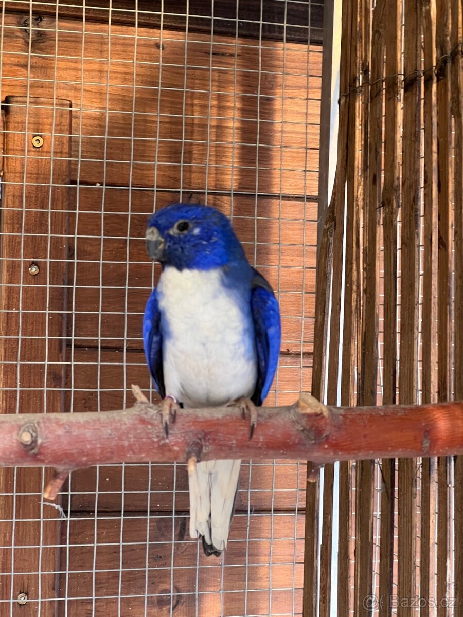 Neoféma modrohlavá - 2