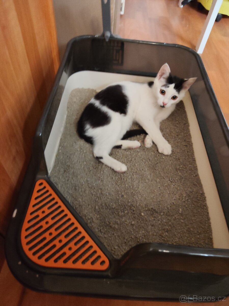 Kočička kotě - 2