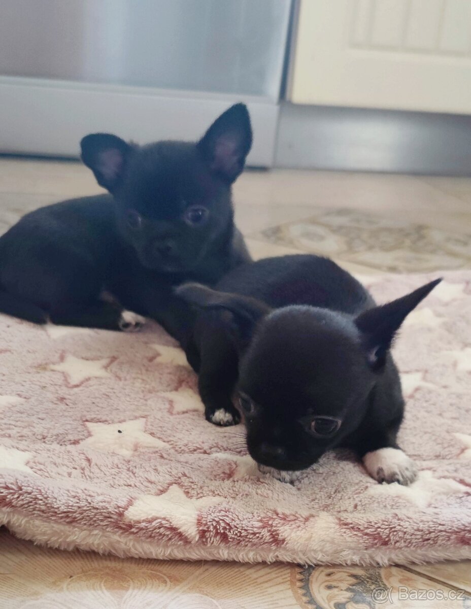 Čivava krátkosrstá s PP FCI - 2