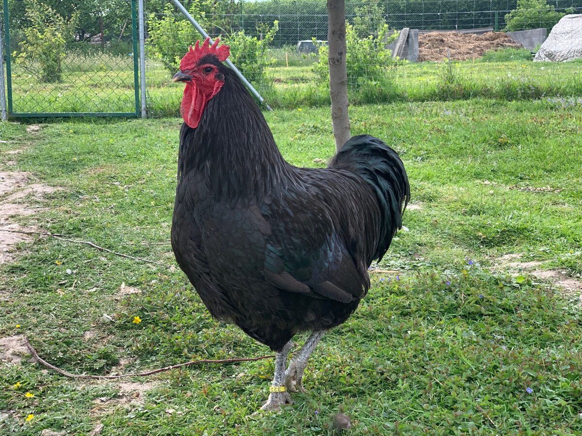 Žerzejský obr 🥚🐣 (násadová vejce i kuřátka) - 2