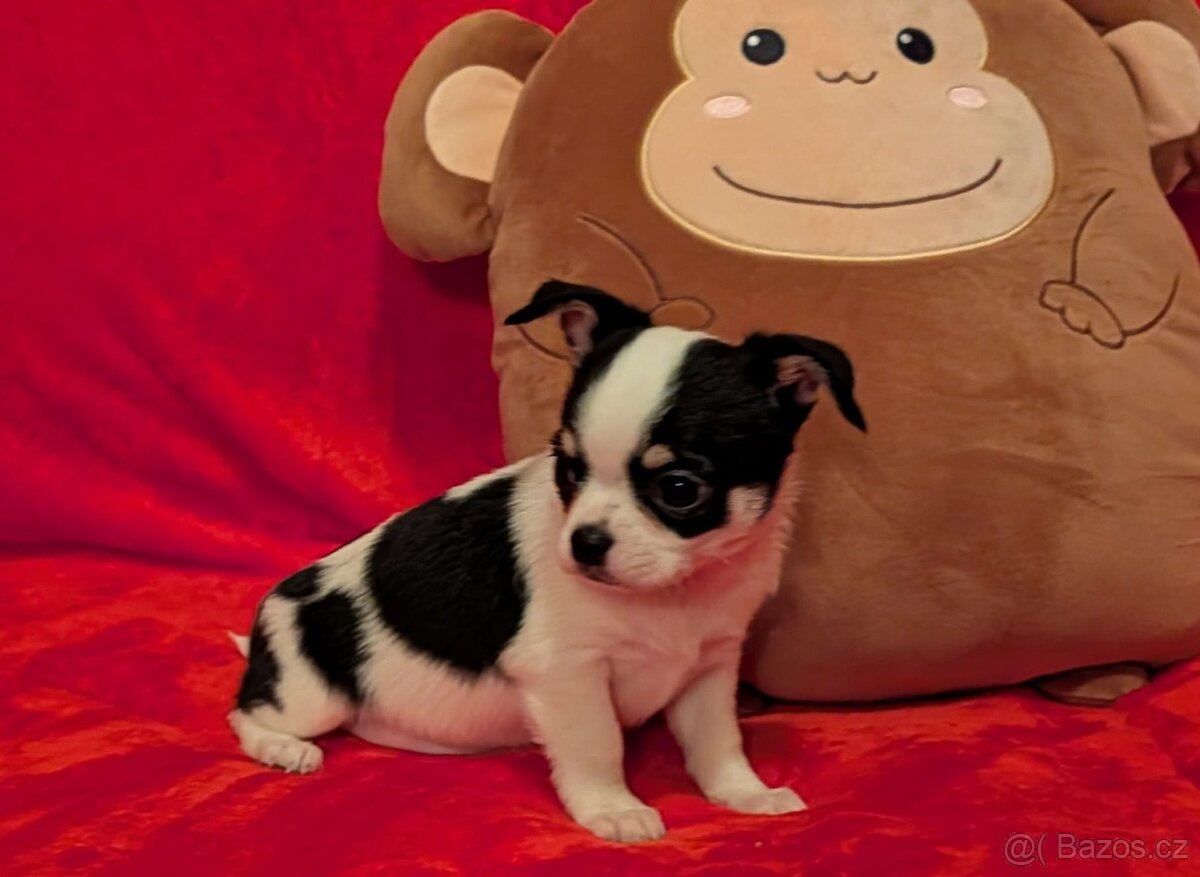 Čivava krátkosrstá s PP- pejsci - 2