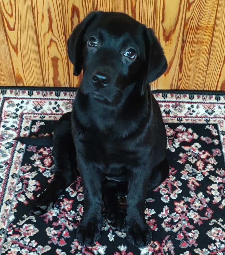Labrador s PP,kvalitní černé štěňátko,kluk-SUPER CENA - 2