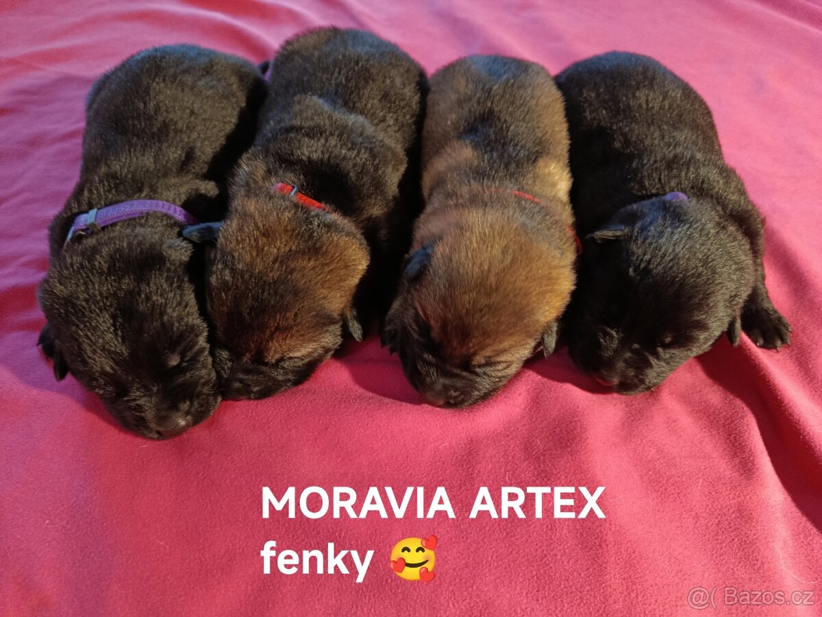 Prodám štěňátka NO s PP - 2