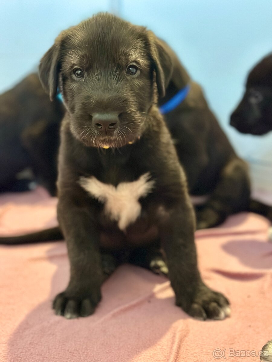 Írsky vlkodav s PP - 2