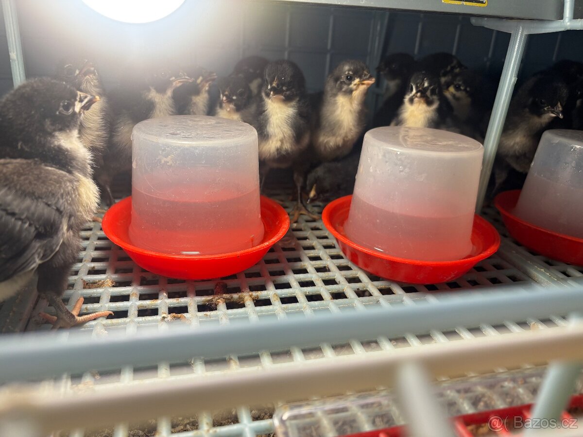 Násadová vejce australky - 2