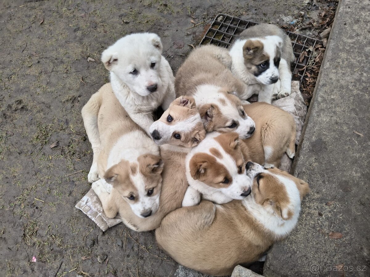 SAO/středoasijský pastevecký pes - 2