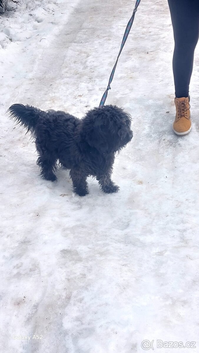 Bisonek,havansky psík,maltezak,bischon, - 2