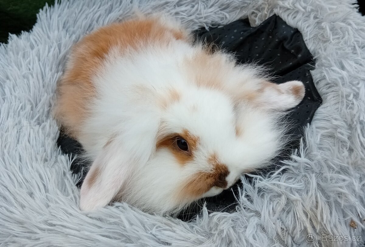 Zakrslý beránek D1 - 2