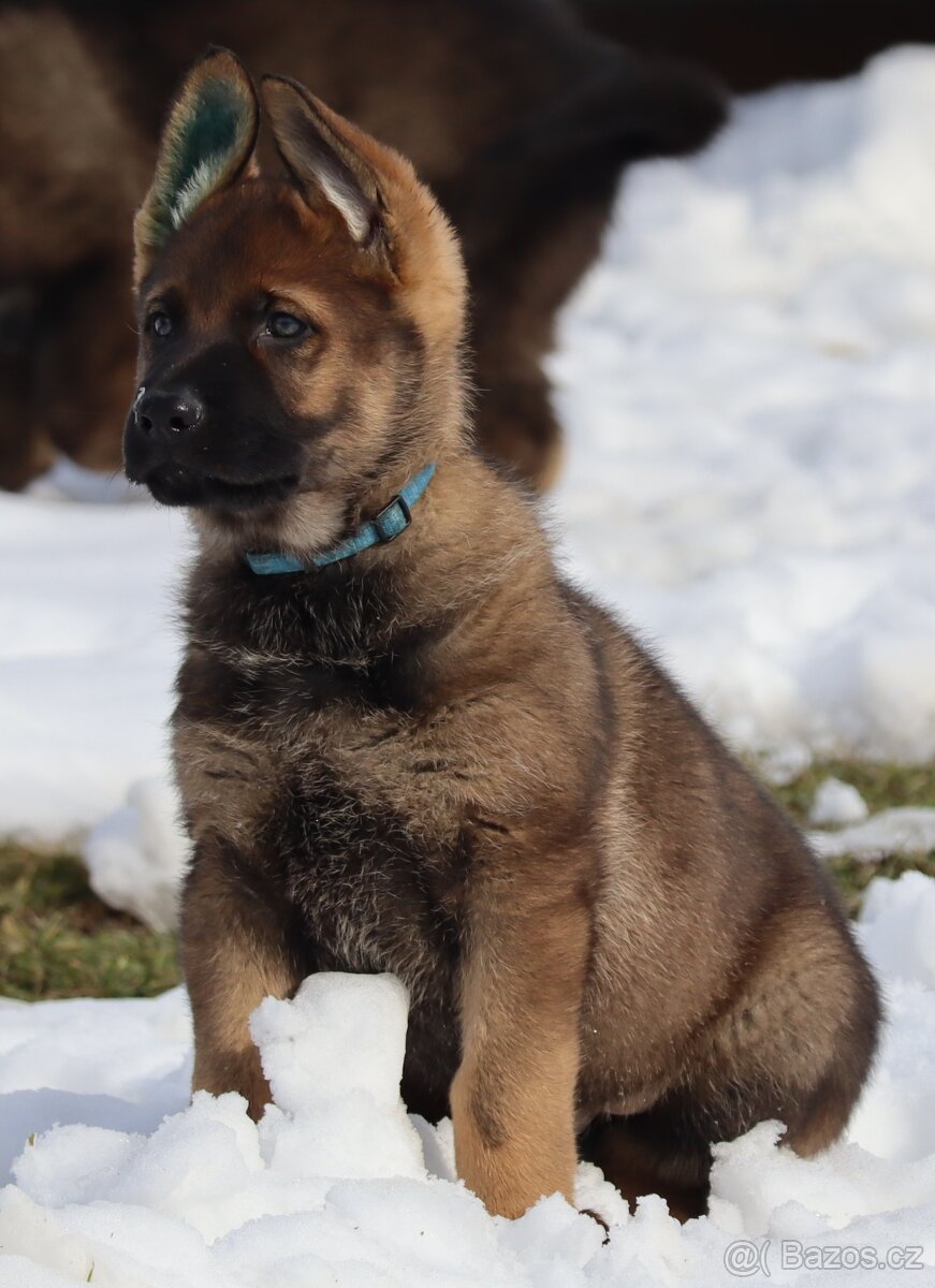 Německý ovčák s PP - 2