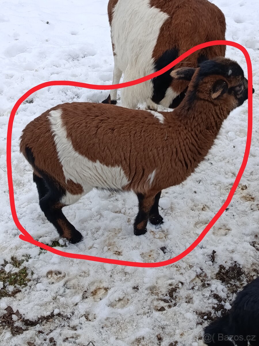 Kamerunské jehňátka a ovečky - 2