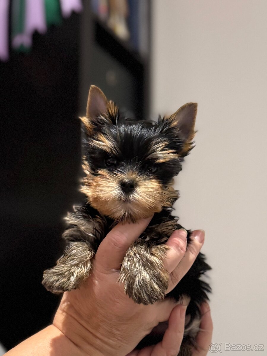 Yorkshire terrier - 2