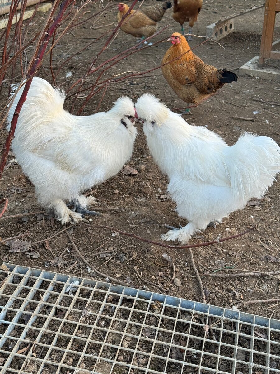 Slepičky hedvabnicky - 2