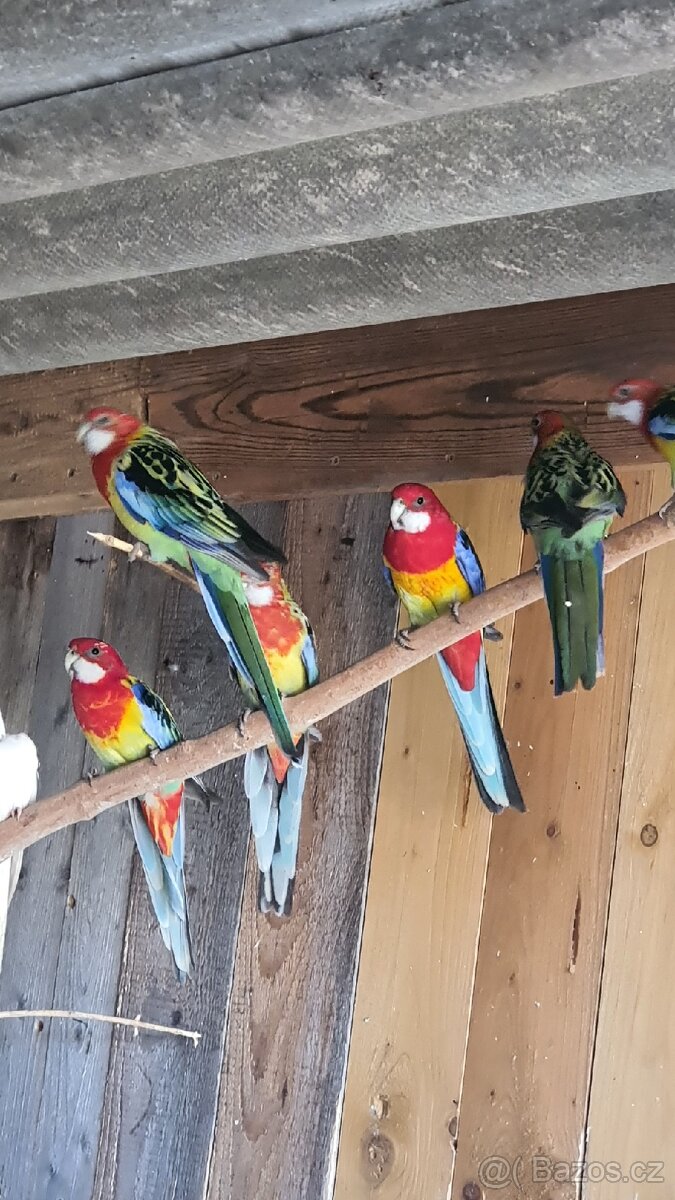 Rosela pestrá, chovné páry - 2