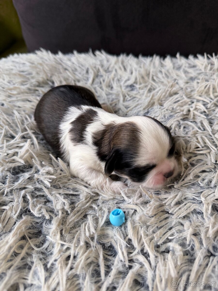 Shih tzu - 2