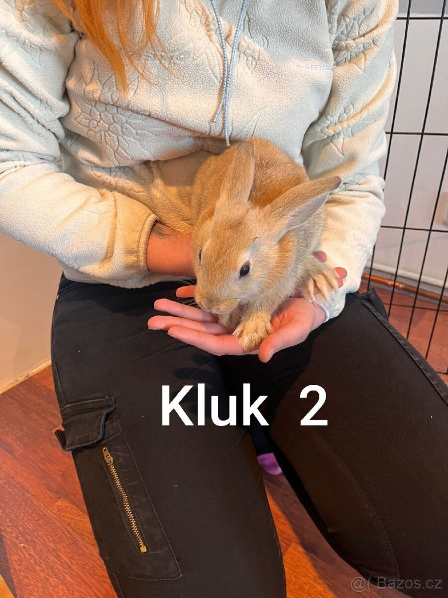 Králíček - 2