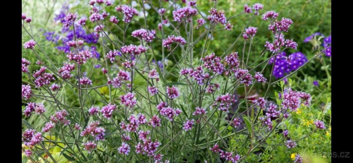 Verbena - Sporýš argentinský - 2
