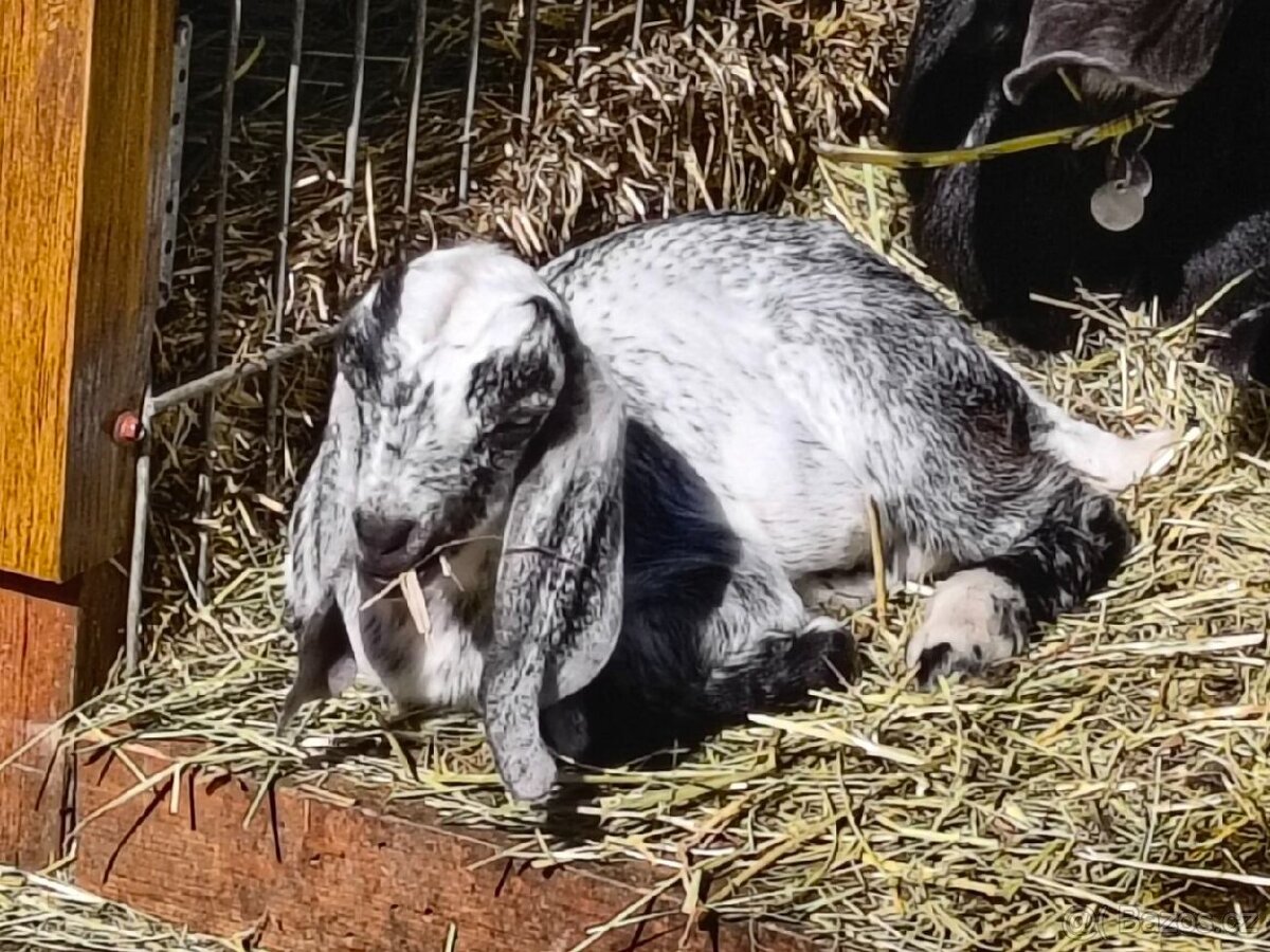 100% AN kozlík - Oreo - 2