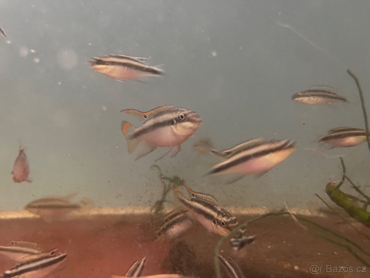 Pelvicachromis pulcher - 2