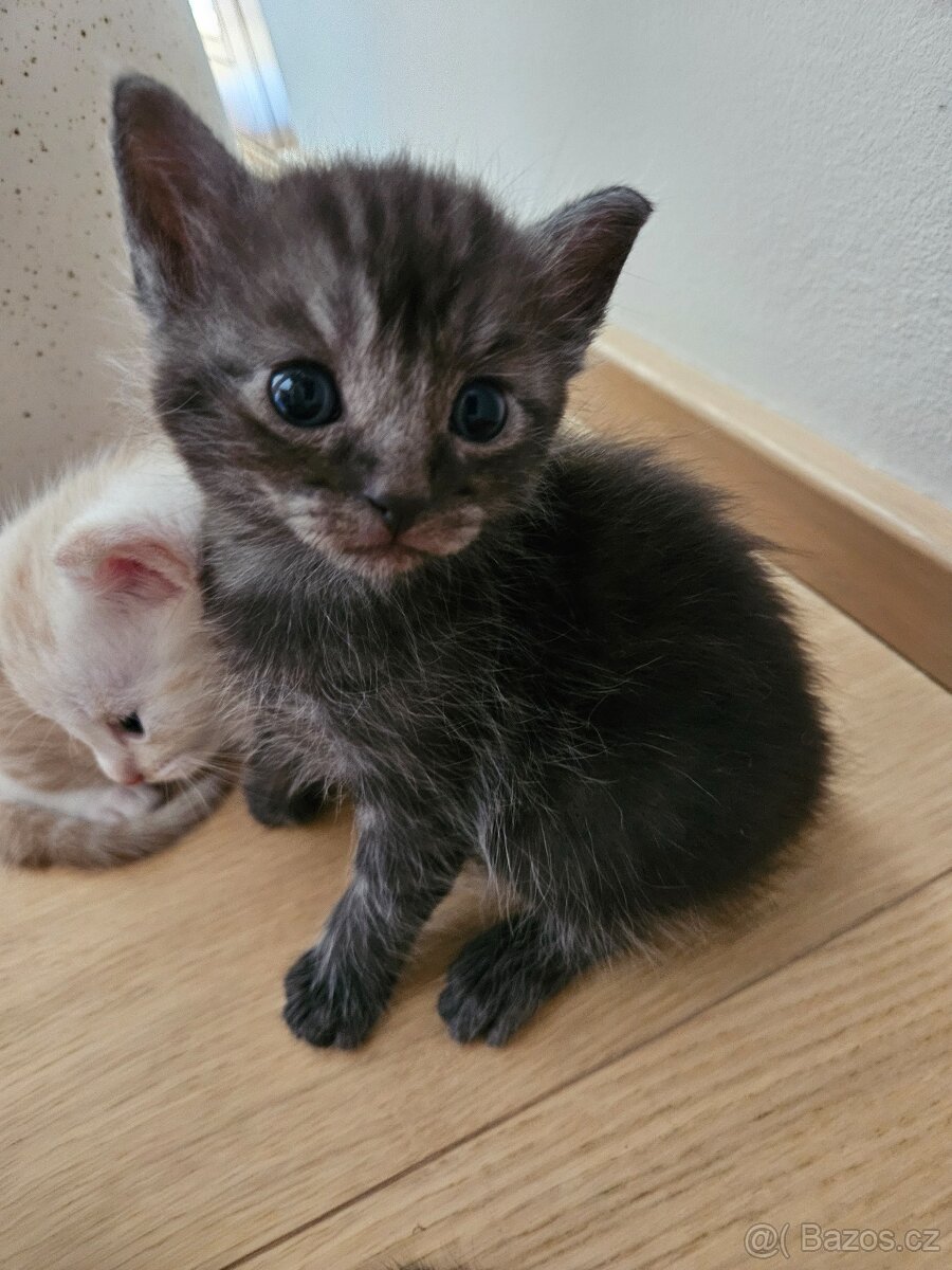 Kříženci Ragdoll - 2