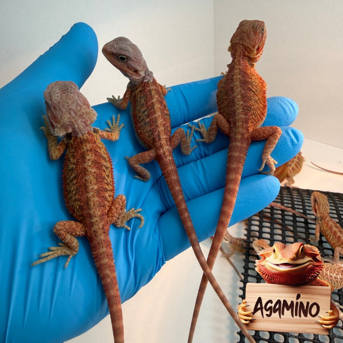 Agama Vousatá - 2