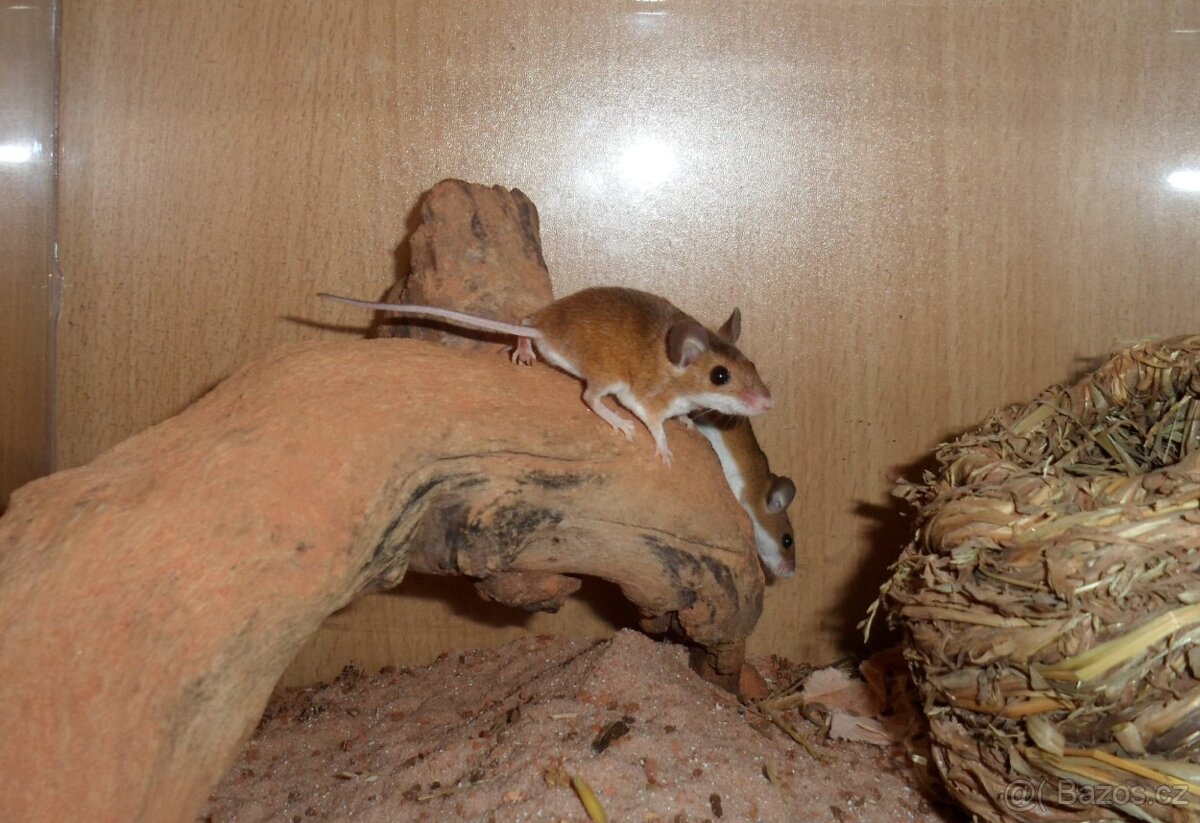 Minimyš africká - 2