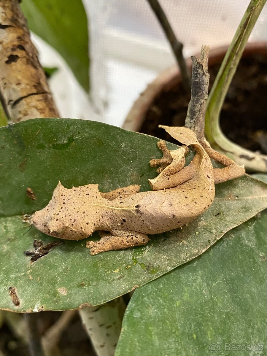 Uroplatus Ebenaui - 2