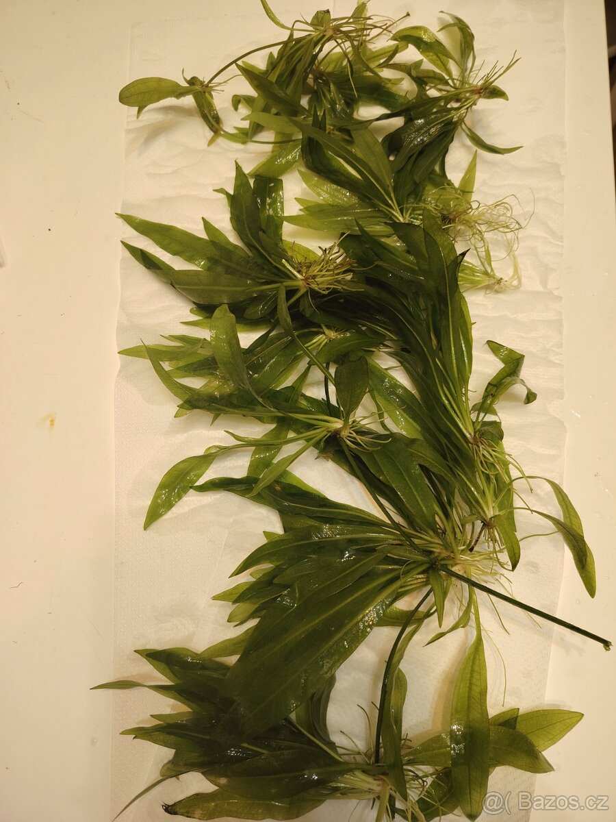 Akvarijní rostliny echinodorus - 2