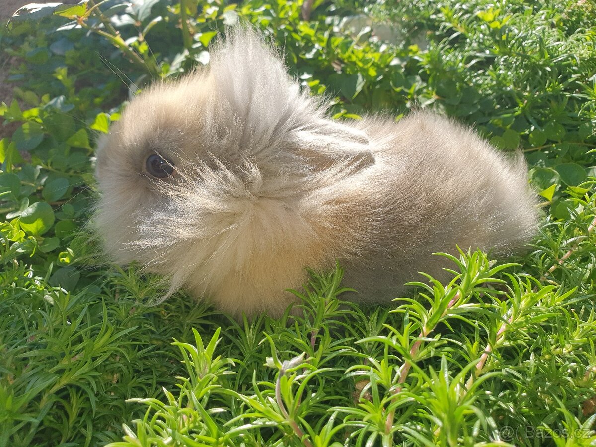 Teddy VSS - 2
