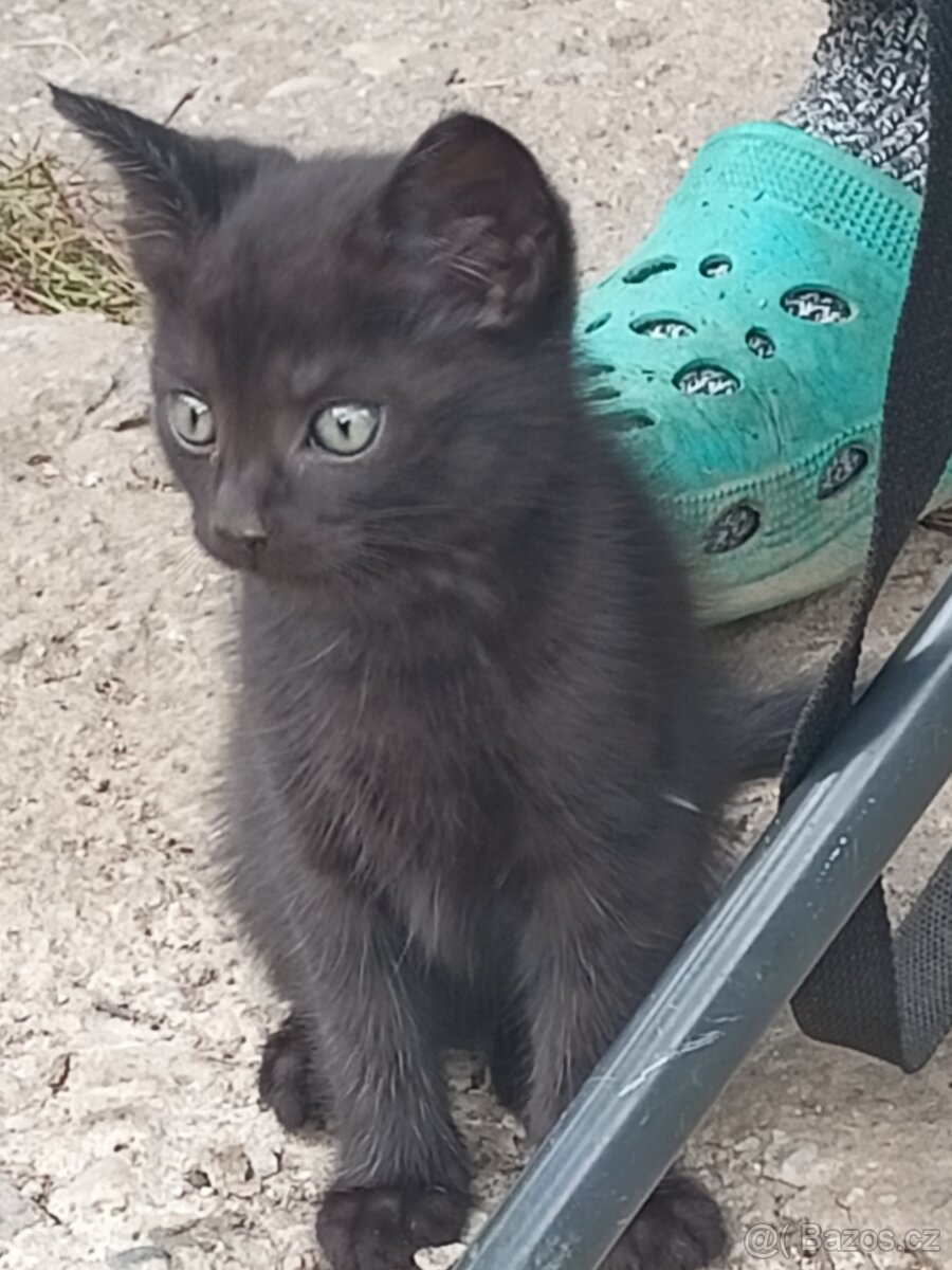 Daruji koťátka - 2