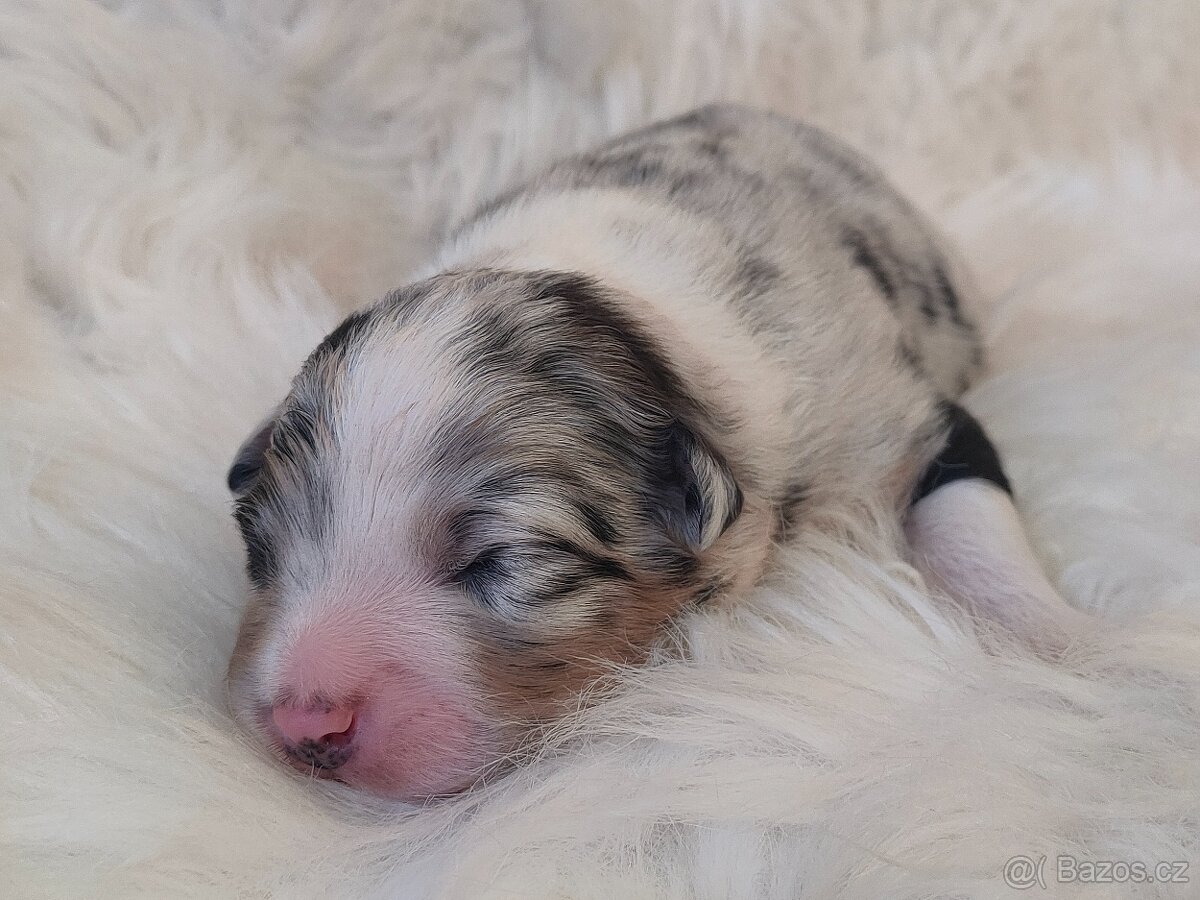 Australský ovčák s PP - štěňátka na prodej - 2