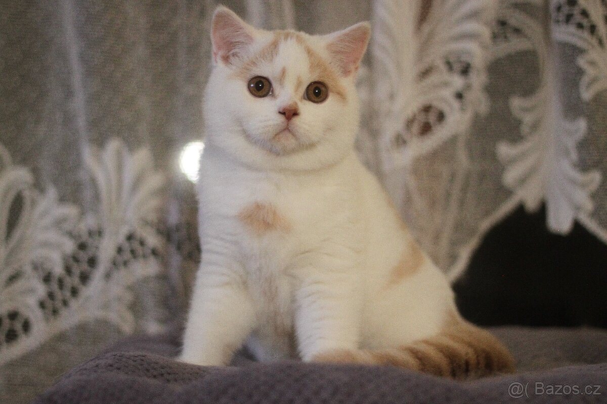 Britský kocourek s PP - 2