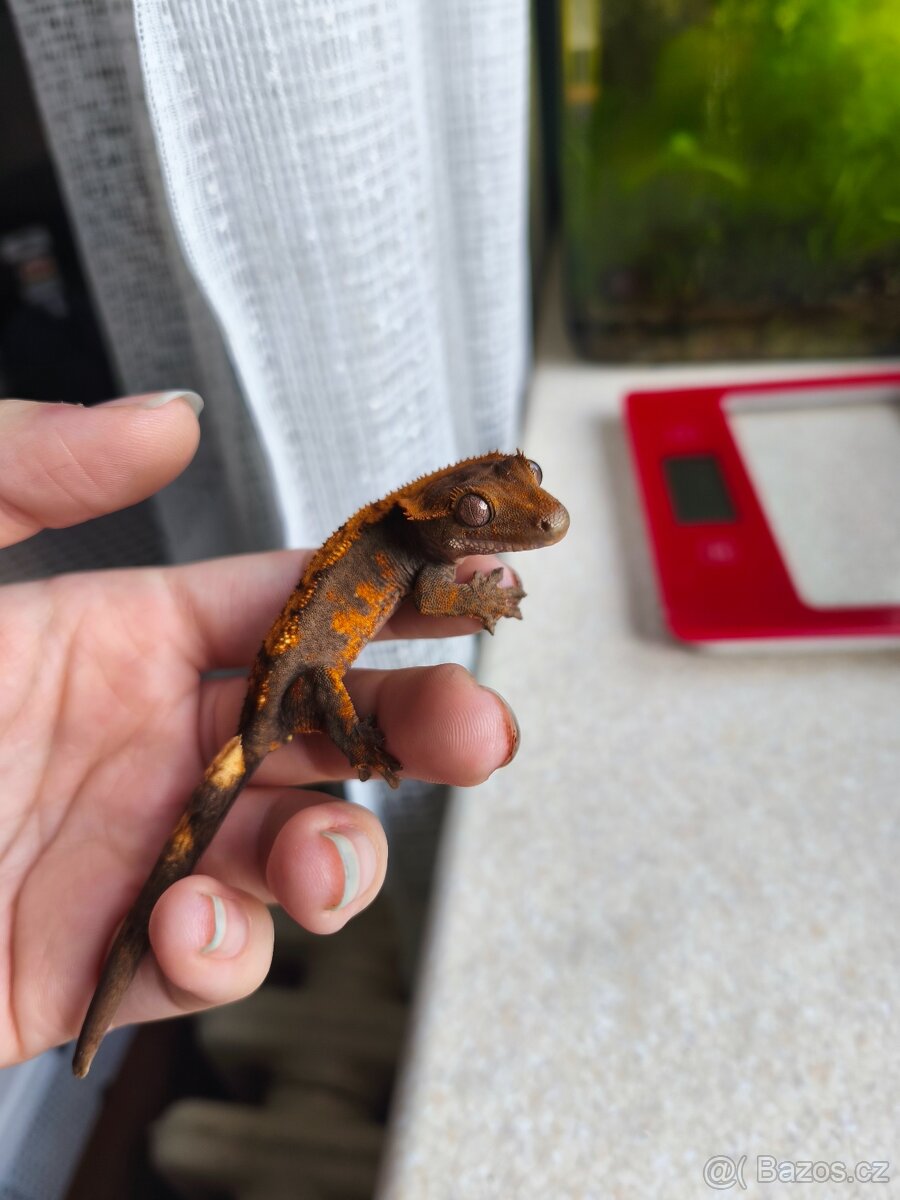 Pagekon řasnatý 0.1 - 2