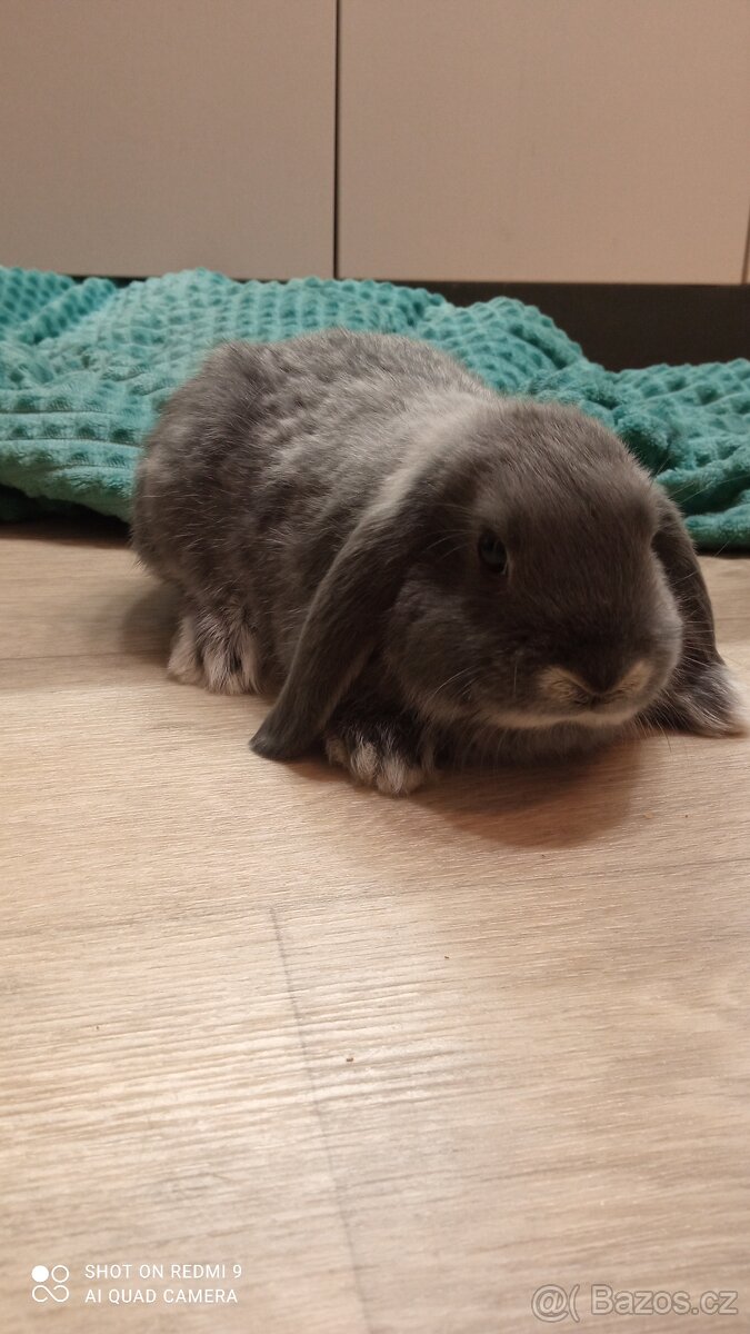 Zakrslý Beránek - 2