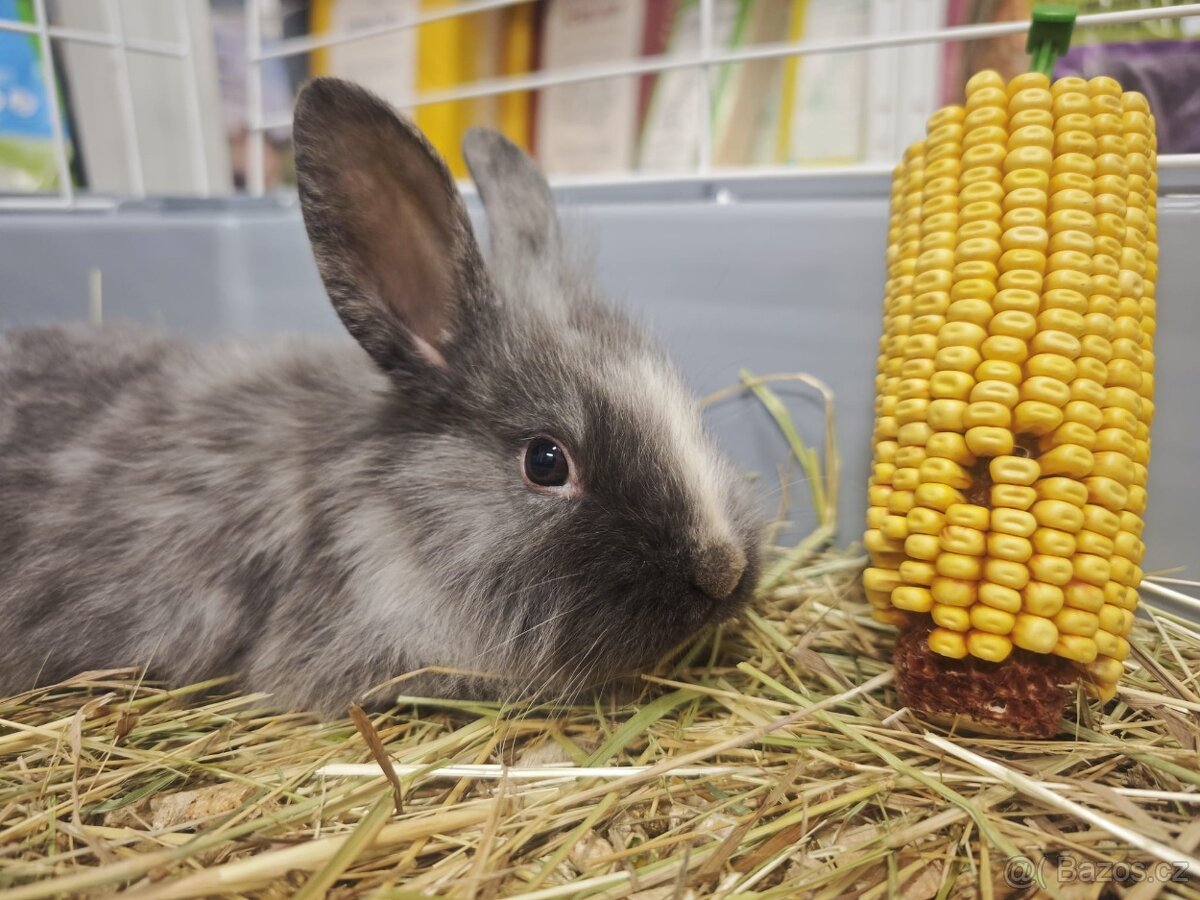 Zakrslý králíček - 2