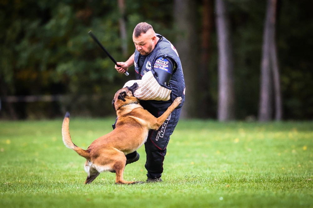 Belgický ovčák malinois - 2