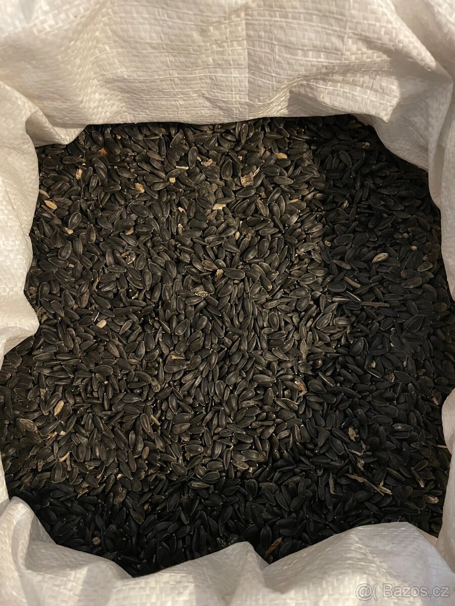 Slunečnice černá - 2