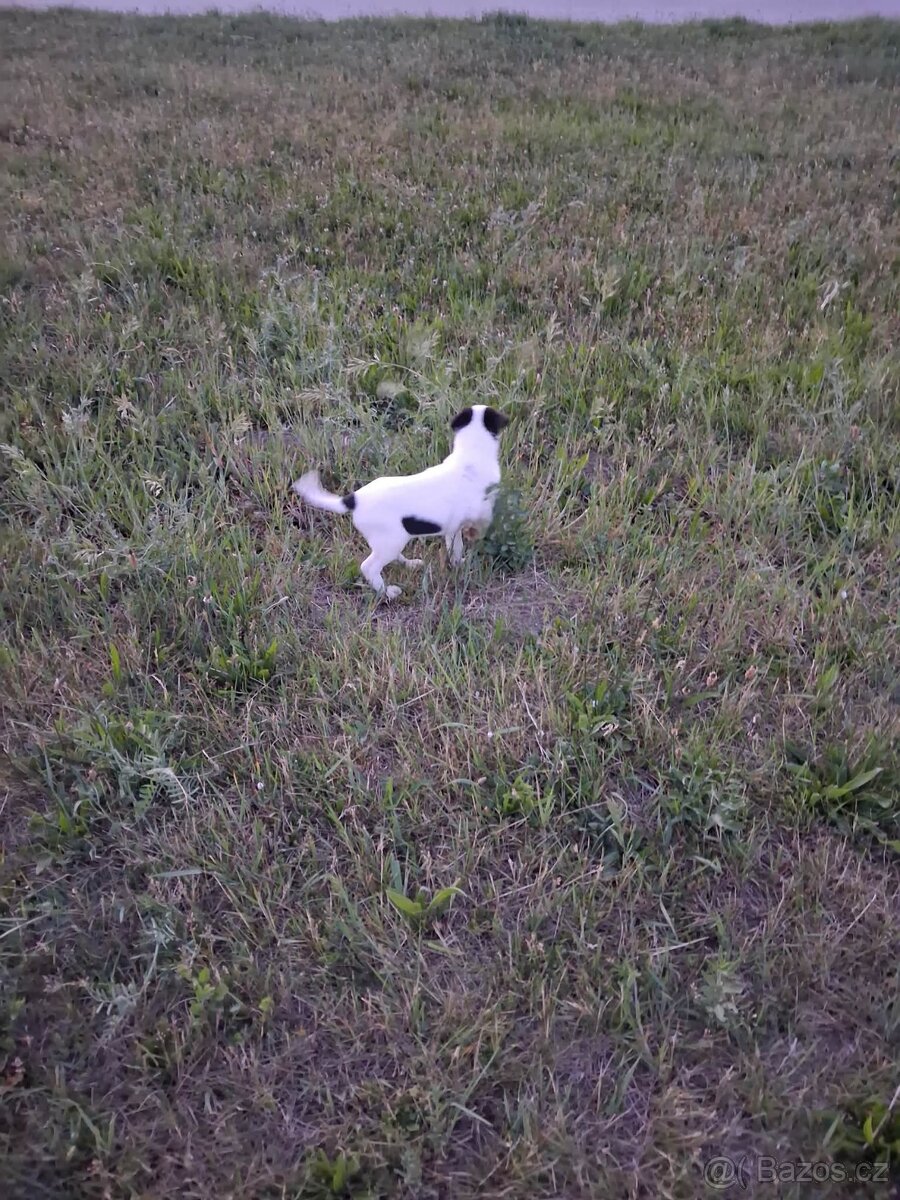 Jack Russell terier - 2