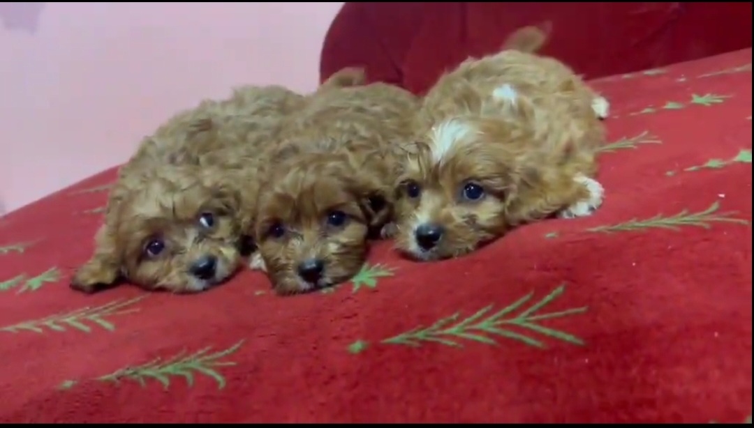Cavapoo - 2