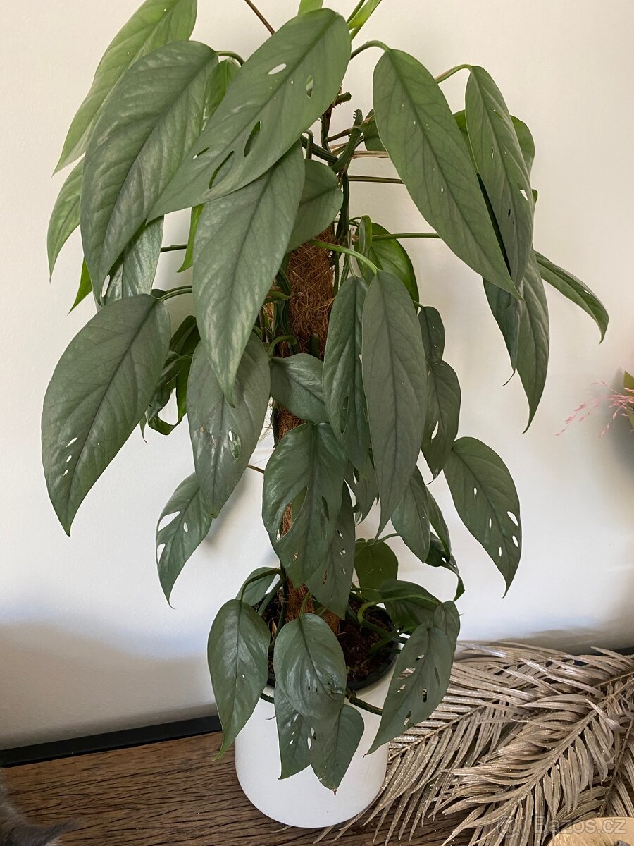 Epipremnum cebu blue - 2