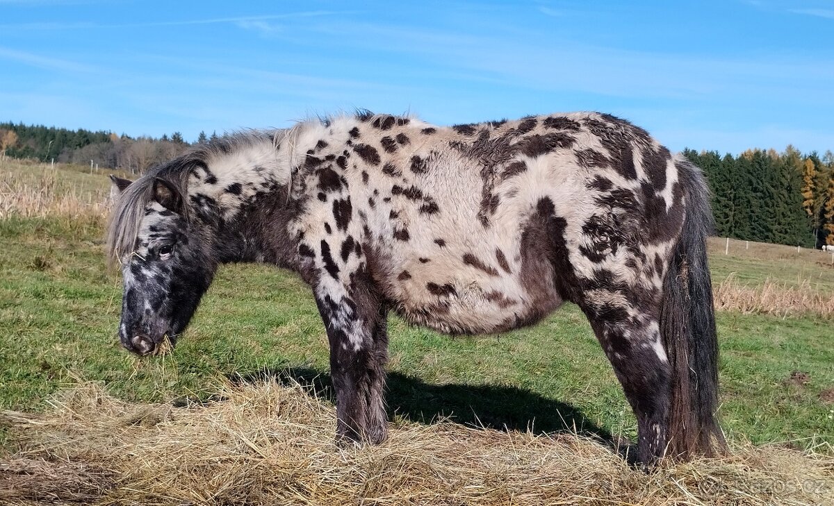 MiniHorse/ MiniAppaloosa - 2