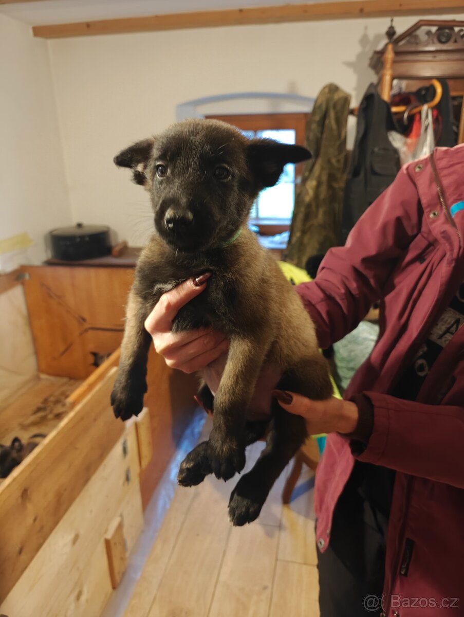 BELGICKÝ OVČÁK MALINOIS - 2