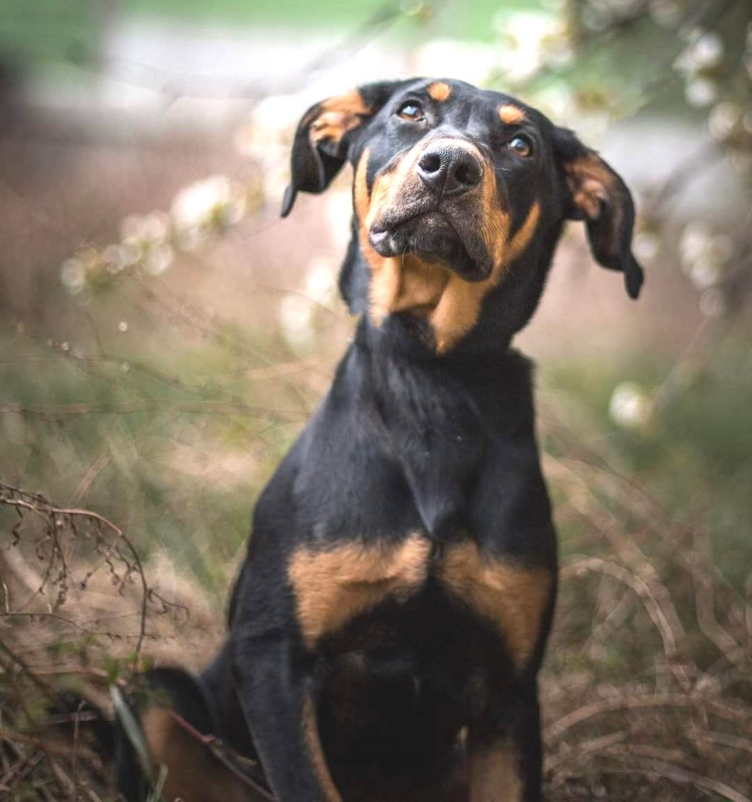 Úžasňák Lolek hledá domov - 2